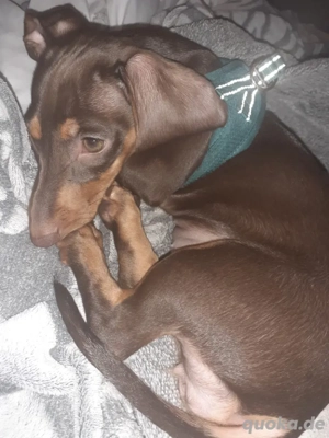 Dackel Hündin welpe  Bild 2