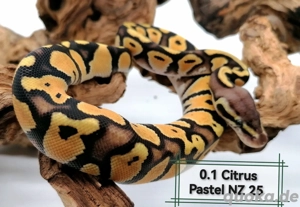 0.1 Citrus Pastel Nz25