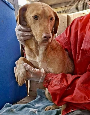 Tosca hat im Shelter Angst