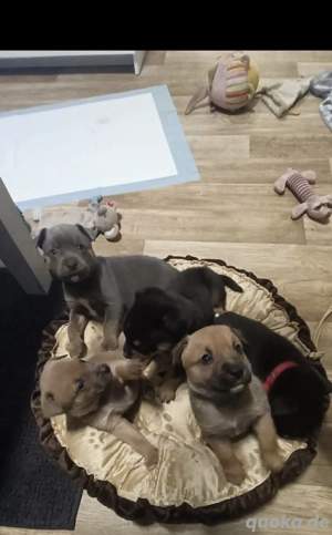 3 Bulldoggen mix Rüden 