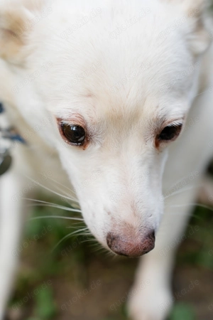 Kroki sucht sein sicheres Zuhause - ein sanfter, treuer Begleiter mit zartem Herzen