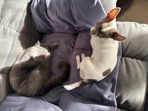 Reinressig Chihuahua-Rüde als Deckrüde Bild 9