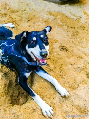 Sina, hübsche Mischlingshündin 