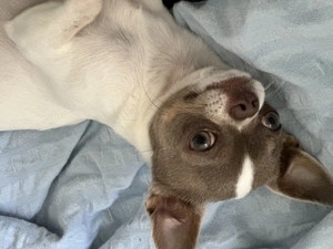 Reinressig Chihuahua-Rüde als Deckrüde Bild 8