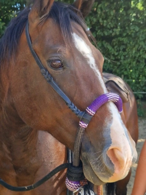 Stallplatz frei   Selbstversorger