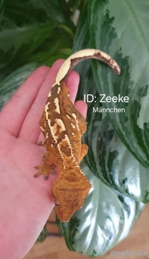 Div. Kronengeckos ab 50Eur - Männchen u Weibchen 