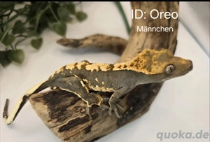 Div. Kronengeckos ab 50Eur - Männchen u Weibchen 