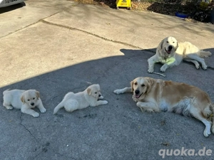 Was unschuldig ist, wird immer wahrhaftig sein. 