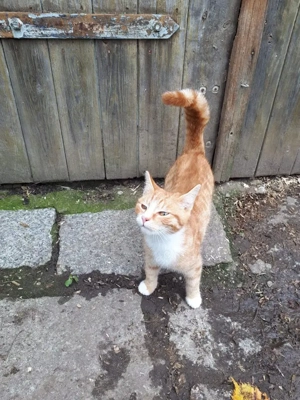 Lieber roter Kater sucht neues Zuhause   