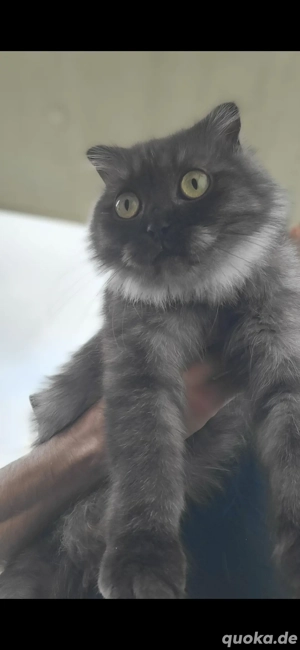 Britisch kurzhaar katze  Bild 3