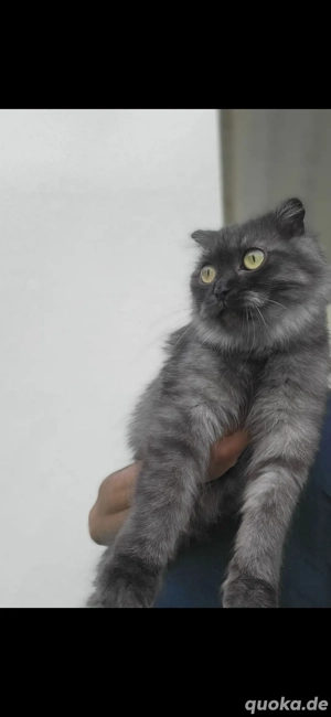 Britisch kurzhaar katze  Bild 2