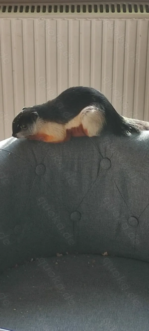 Er sucht ein neues Zuhause 