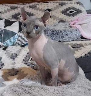 Deckkater Kanadischer Sphynx Elf
