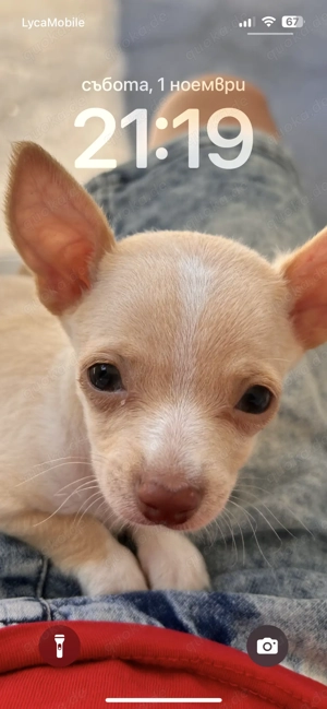 Mini-Chihuahua