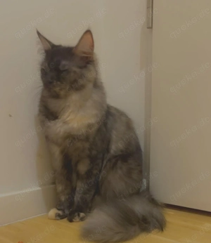 Maine Coon Katze, kastriert, gesund und sehr verschmust