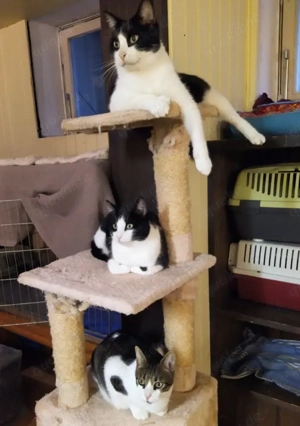 München - 3 liebe Wohnungskater (3,3,5 J.) suchen ihr Zuhause, zu zweit oder als Zweitkater