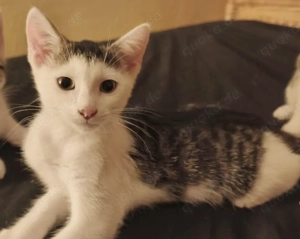 Katzen suchen neues Zuhause Bild 3