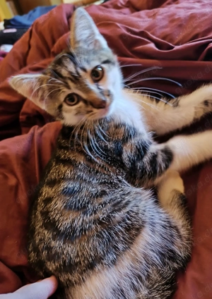 Katzen suchen neues Zuhause Bild 2