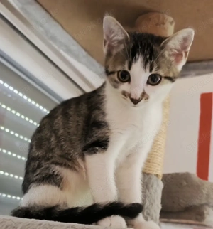 Katzen suchen neues Zuhause Bild 4