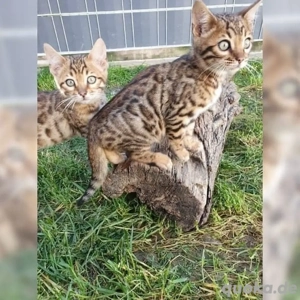Bengalkatzen zu verkaufen Bild 3