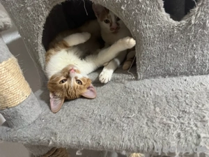 2 süße rote weibchen  Bild 5