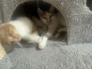 2 süße rote weibchen  Bild 2