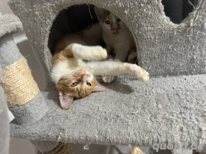 2 süße rote weibchen  Bild 4