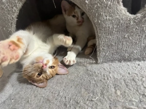 2 süße rote weibchen  Bild 3