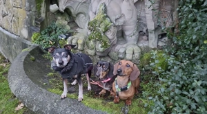 Tagesbetreuung für kleine Hunde 