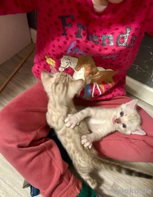 Reinrassige Bengal Kitten Bild 3