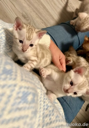 Reinrassige Bengal Kitten Bild 5