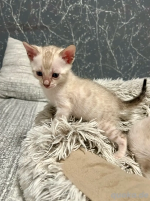 Reinrassige Bengal Kitten Bild 4