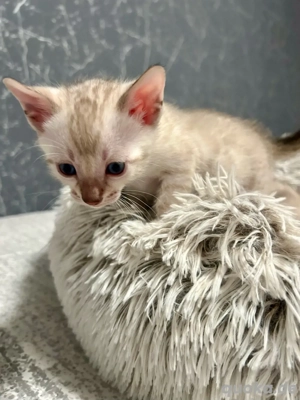 Reinrassige Bengal Kitten Bild 2