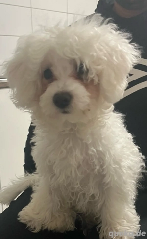 süße Malteser sucht liebevolle zu Hause