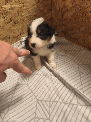 Australien shepherd collie mischling Welpen suchen Zuhause  Bild 8