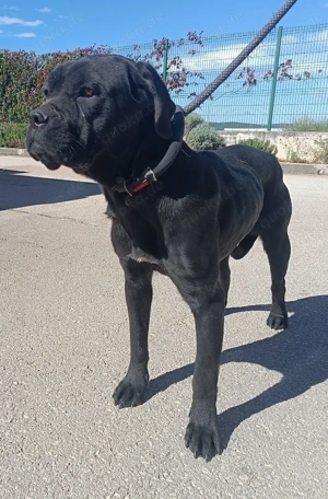 liebe Cane Corso Mischlings-Hündin Valyria sucht ein Zuhause Bild 5