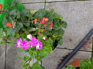 1 Topf mit wunderschönen mehrjährigen Geranien