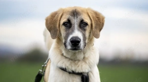 CAMEL sucht seine Familie