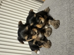  Kleiner Yorkshire-Terrier-Junge sucht sein Traumzuhause! 