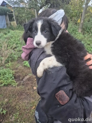 Border Collie Welpen zu verkaufen !! Bild 2