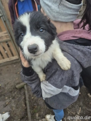 Border Collie Welpen zu verkaufen !! Bild 3