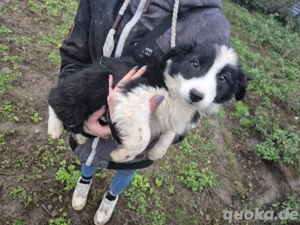 Border Collie Welpen zu verkaufen !! Bild 4