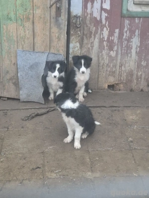 Border Collie Welpen zu verkaufen !! Bild 6