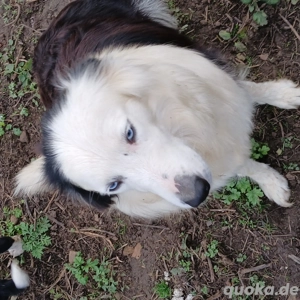 Border Collie Welpen zu verkaufen !! Bild 7