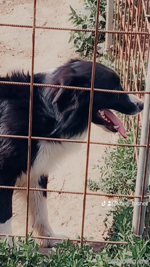 Border Collie Welpen zu verkaufen !! Bild 8