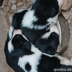 Border Collie Welpen zu verkaufen !! Bild 10