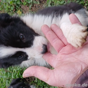 Border Collie Welpen zu verkaufen !! Bild 9