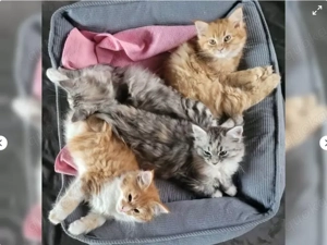 Reinrassige Main Coon Kitten suchen ihren Kuschelplatz