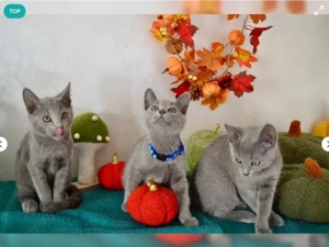 Wundervolle Russisch Blau Kitten Sofort abgabebereit