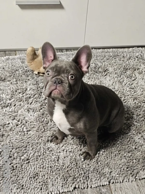 Wundervolle Französische Bulldoggen  Bild 8